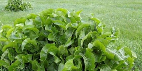 Kako razmnožiti hren u bašti